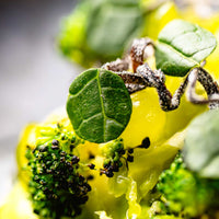 Kerstmenu Treeswijkhoeve Vegetarisch