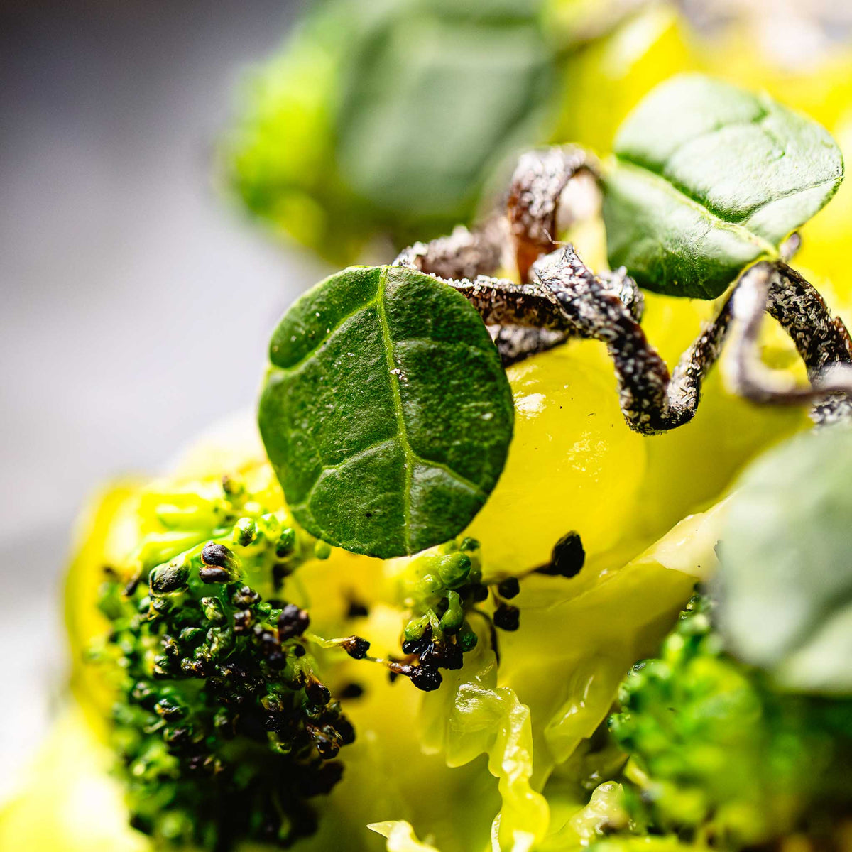 Kerstmenu Treeswijkhoeve Vegetarisch