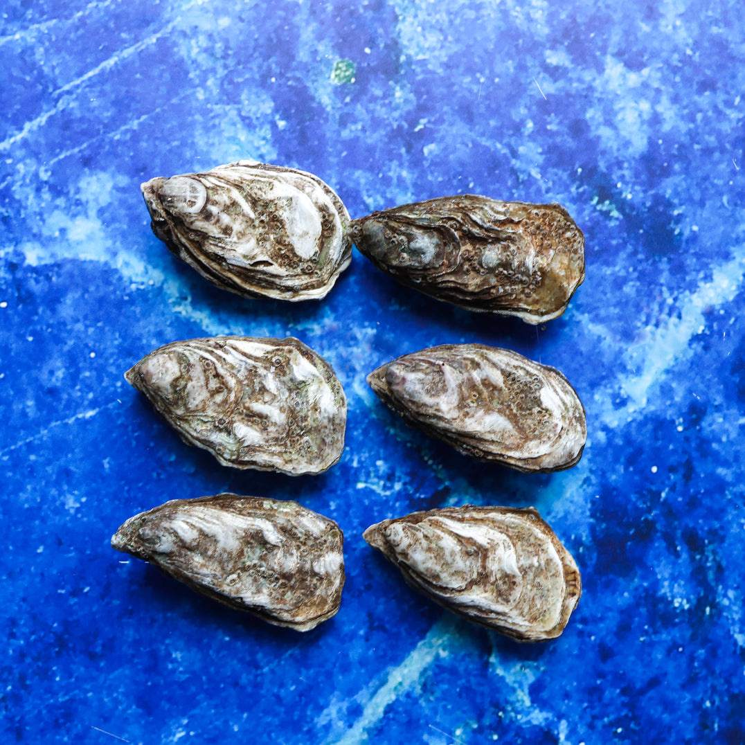STER - Oesters